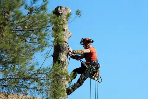 elagage-hainaut-brabant-belgique-elagage-arbre