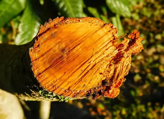 tronc d'arbre abattage